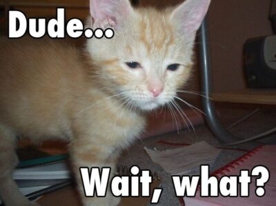 Heavy lidded kitten with the caption "Dude... Wait, what?"